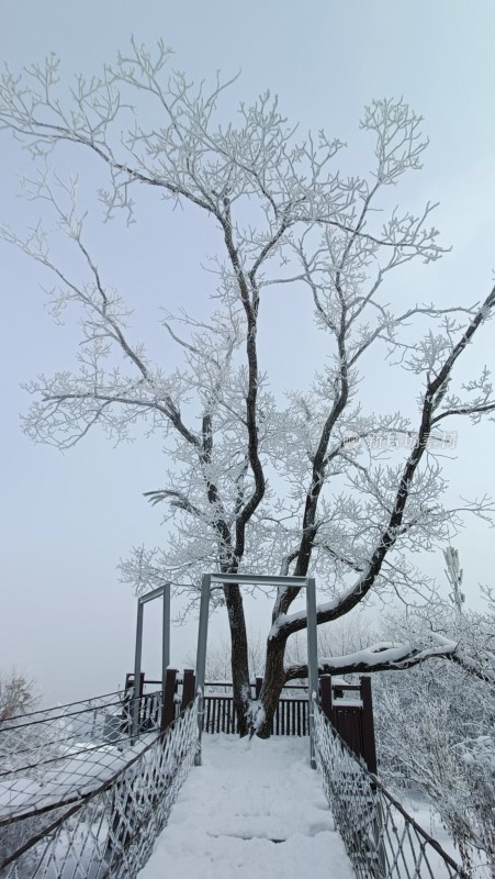 吉林省松花江雪地上的雾凇