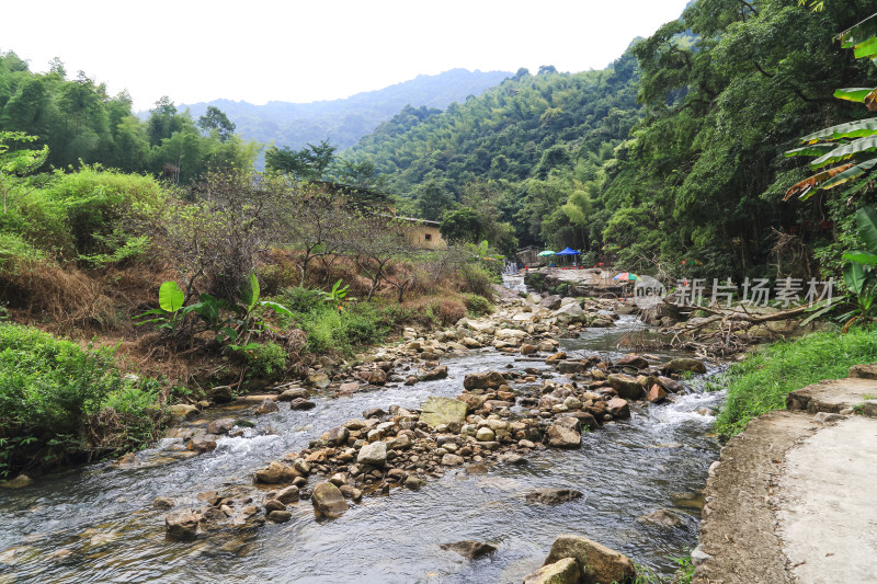 山溪翠竹林