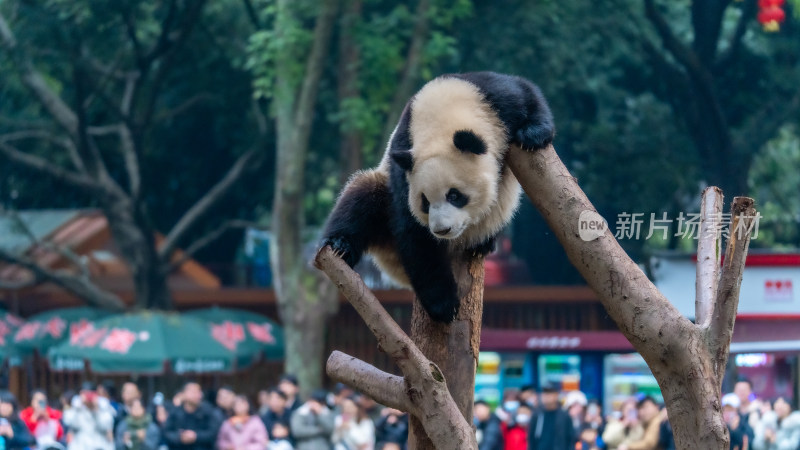 爬树的大熊猫