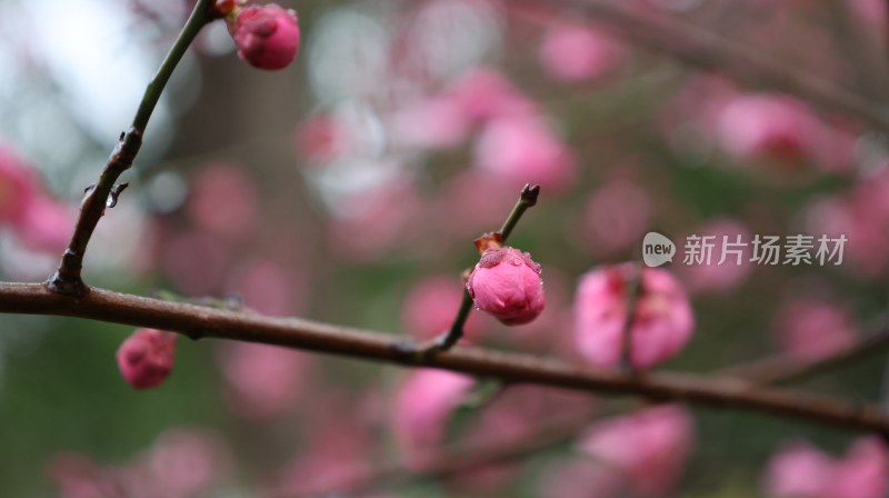 带水珠的粉色梅花枝近景特写