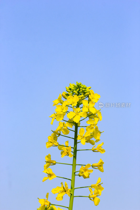 油菜花盛开