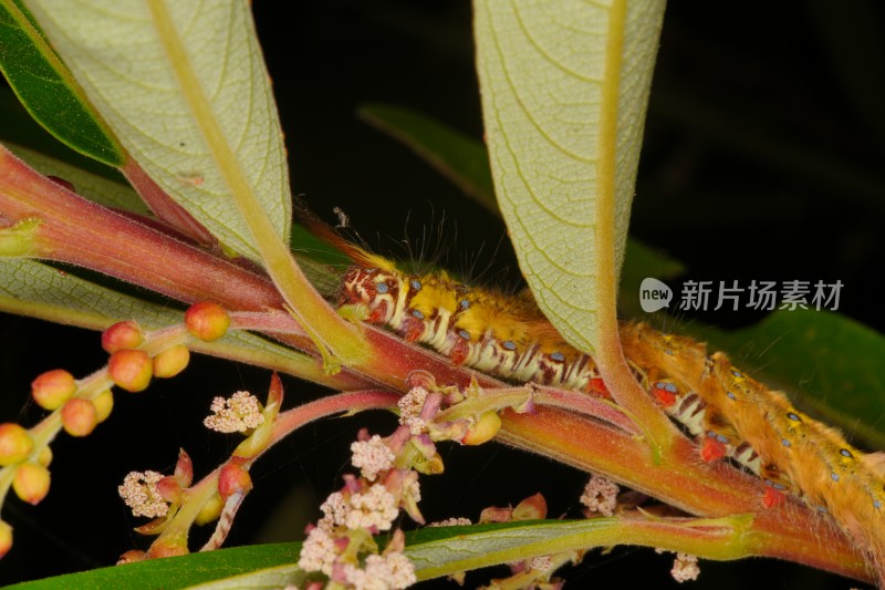 植物上的毛虫微距特写镜头