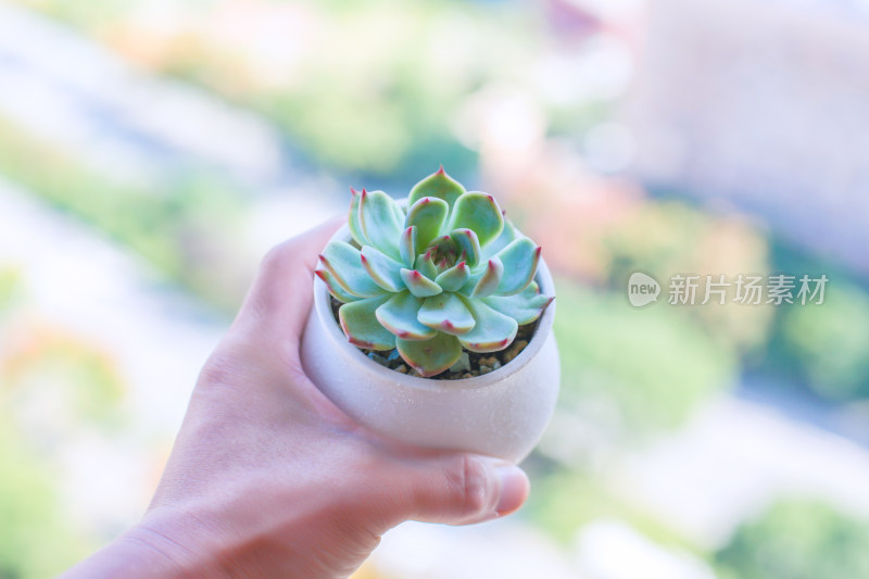 多肉植物盆栽盆景绿色植物