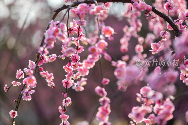 春天梅花龙梅树开花了