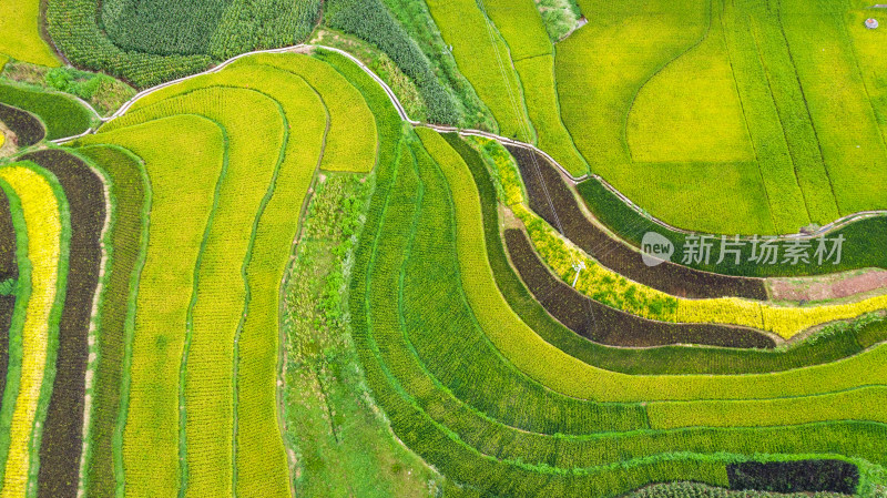 稻谷飘香的田野