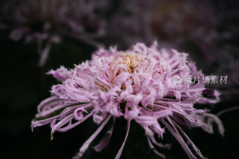 开封清明上河园菊花展菊花特写