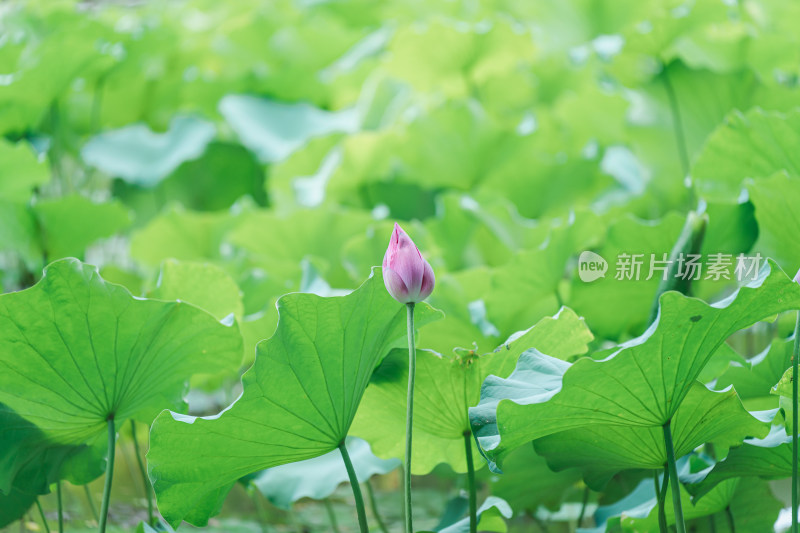 荷塘里的荷花