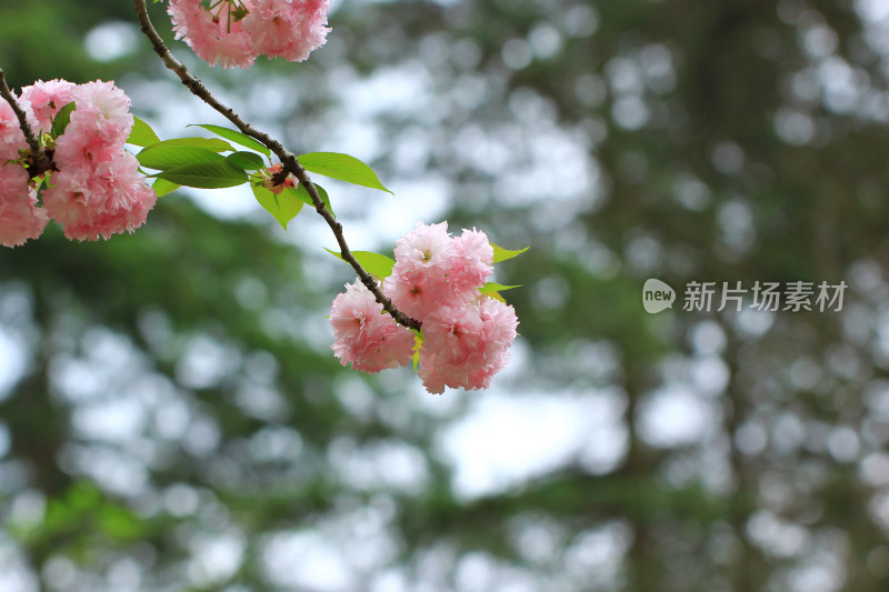 春天盛开的日本晚樱粉色鲜花