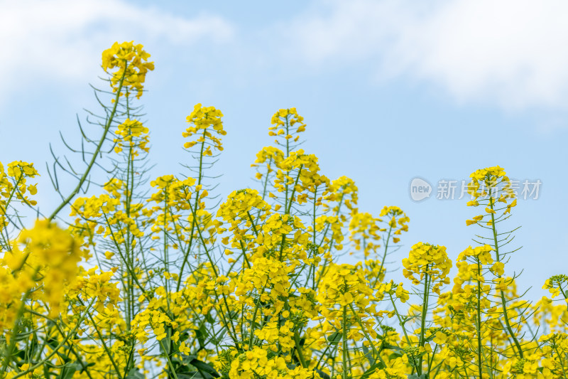 春天盛开的油菜花