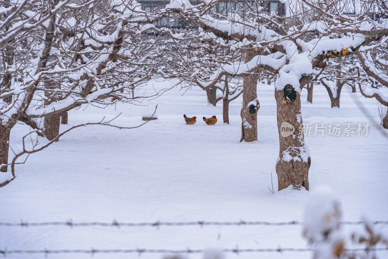 雪天林子中的家禽鸡积雪