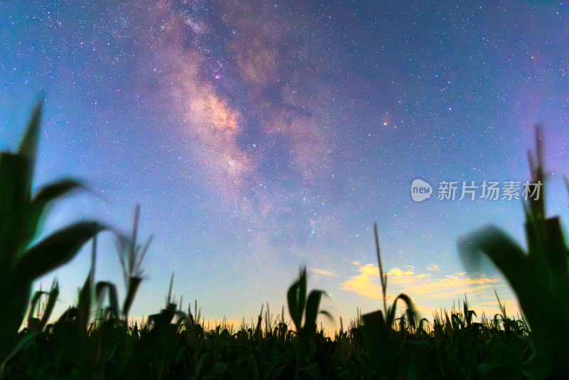 农田玉米地纯净银河星空