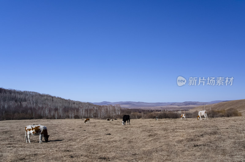 内蒙古呼伦贝尔临江屯草原牧场与森林白桦林