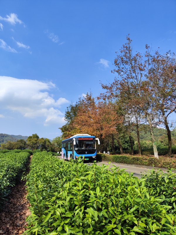 杭州云栖竹径茶园