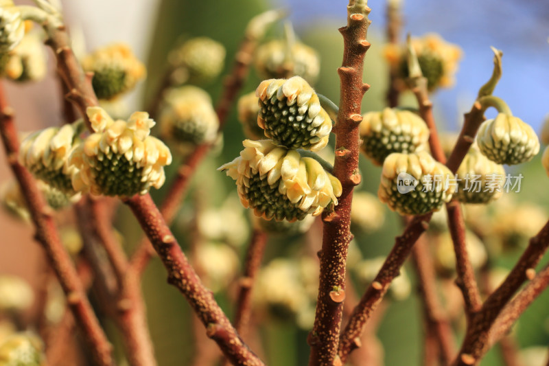 结香花花蕾实拍素材