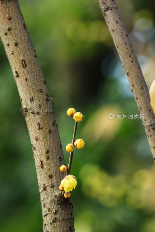 冬天腊月盛开的蜡梅花