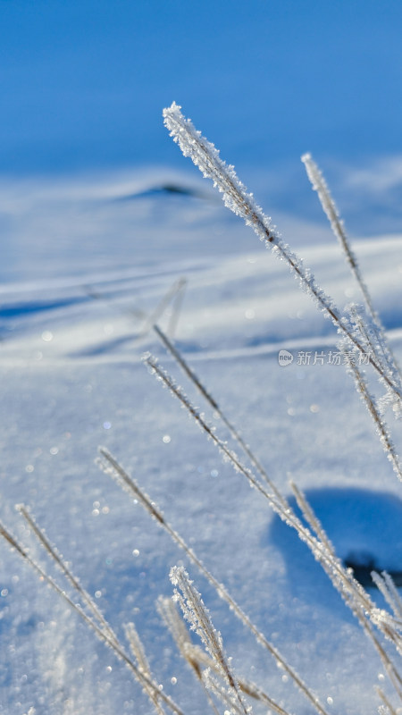 竖图冬季雪地野草雾凇