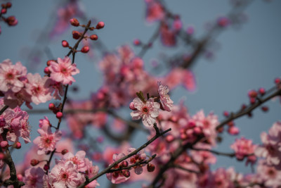 春天粉色桃花盛开