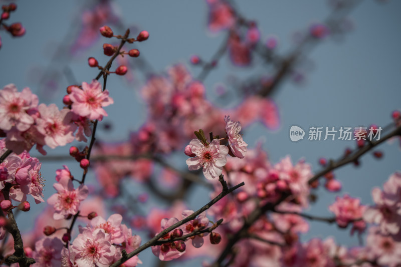 春天粉色桃花盛开
