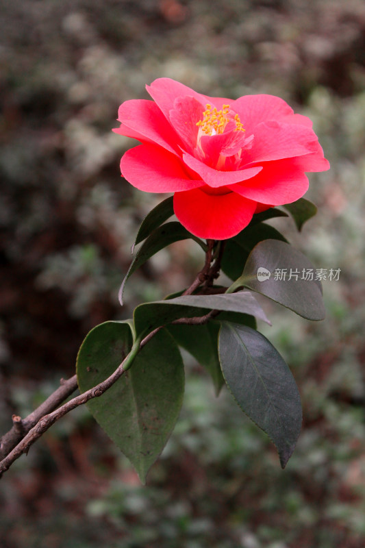 植物春天花朵