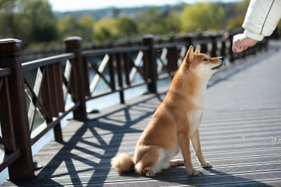 主人柴犬的互动画面