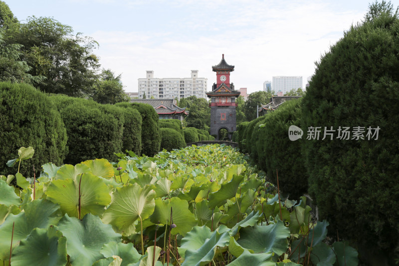 四川大学华西医学院钟楼荷塘景色