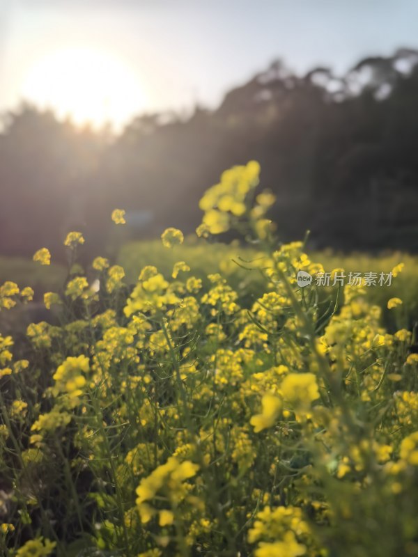 油菜花开