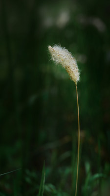 植物素材——白茅