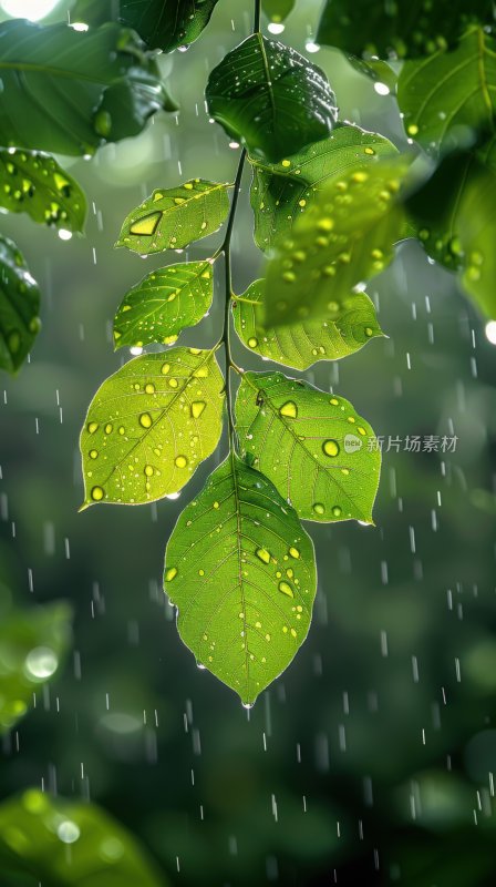 春雨植物绿叶绿色树叶小雨生态背景