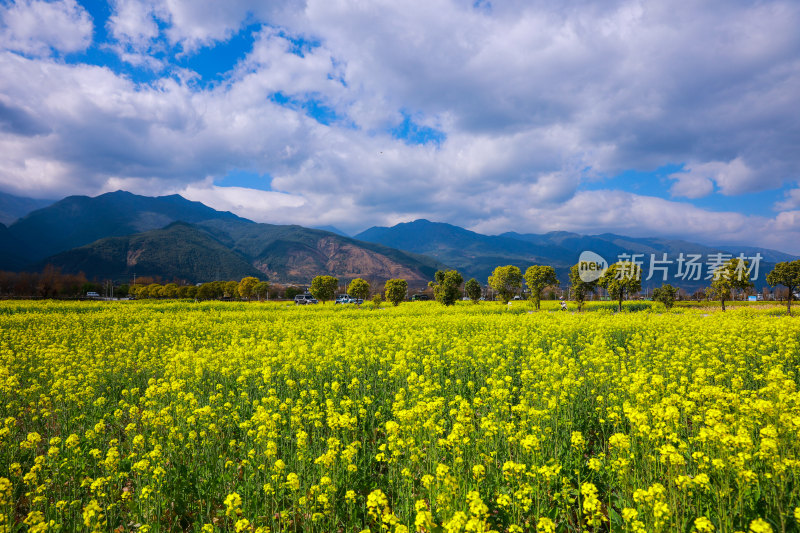 油菜花田与山