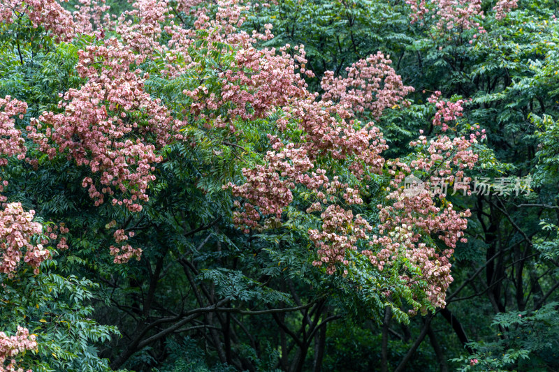 栾树花开