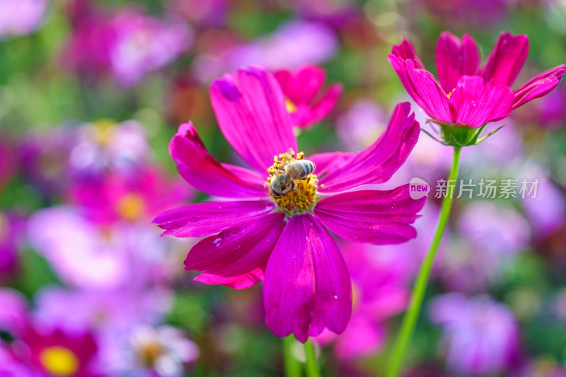 花蕊上采蜜的蜜蜂