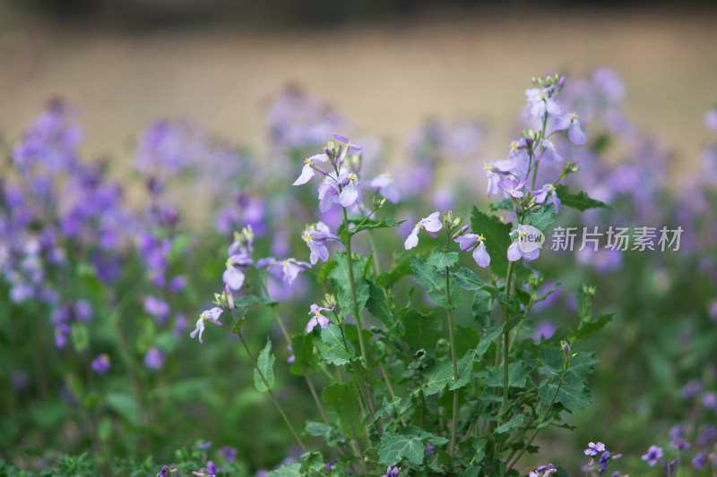 常见春天野花诸葛菜