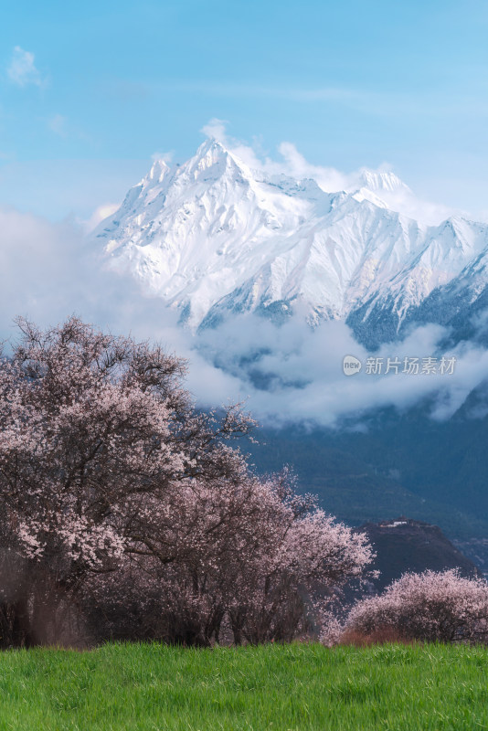 西藏林芝多雄拉雪山下桃花盛开