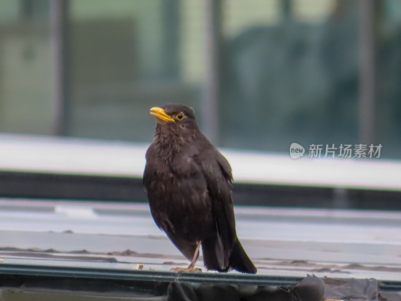 休息鸣叫的鸟