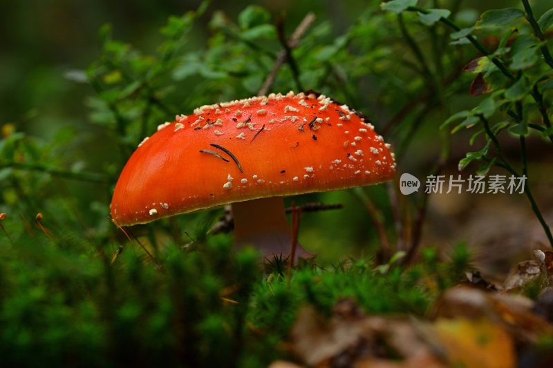 野生菌野生菌蘑菇生长环境菌类山菌