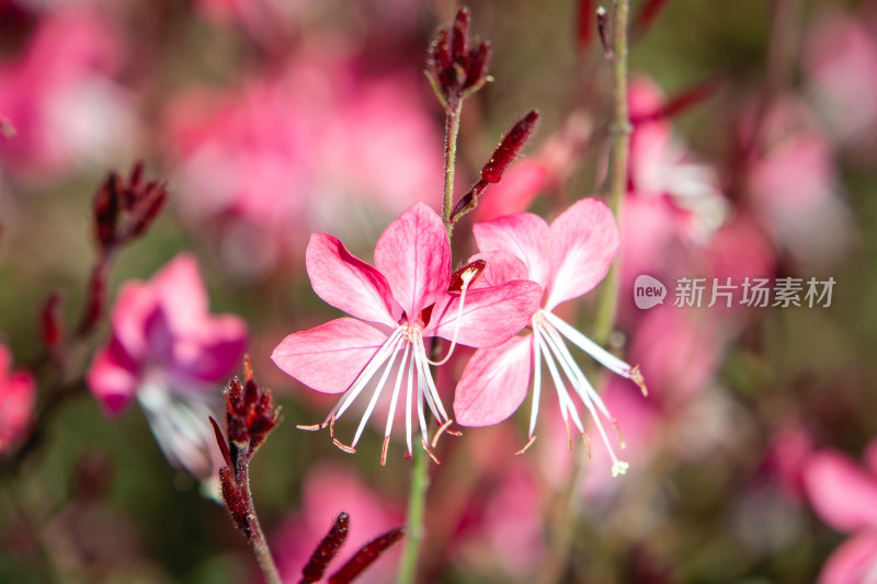 粉红色鲜花山桃草特写镜头