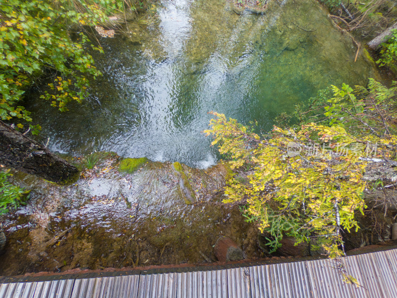 静谧的森林与湖景