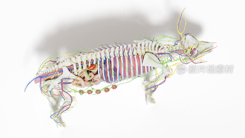 猪医学解剖家畜解剖生物科学