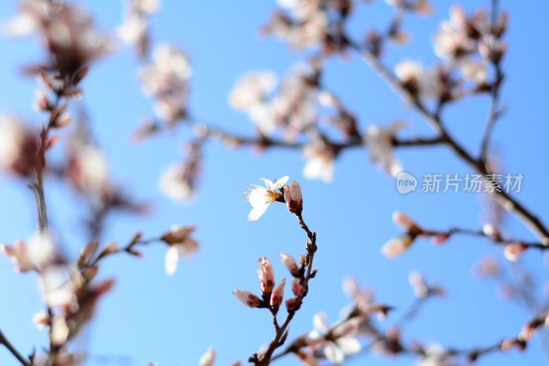 桃花花苞花蕊