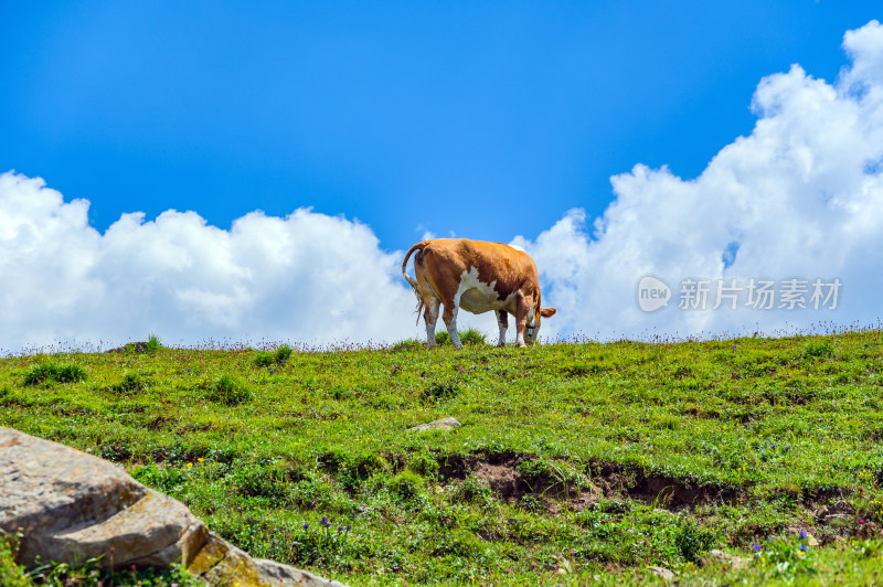 夏季蓝天白云绿色高山草甸牧场牛吃草