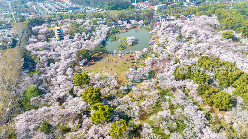 湖北武汉东湖樱花园航拍