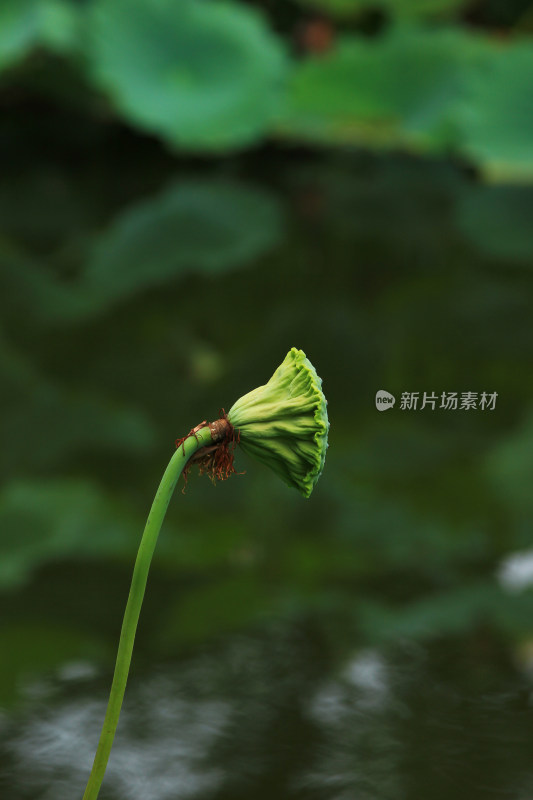 夏日荷塘绿色的荷叶和即将成熟的莲蓬