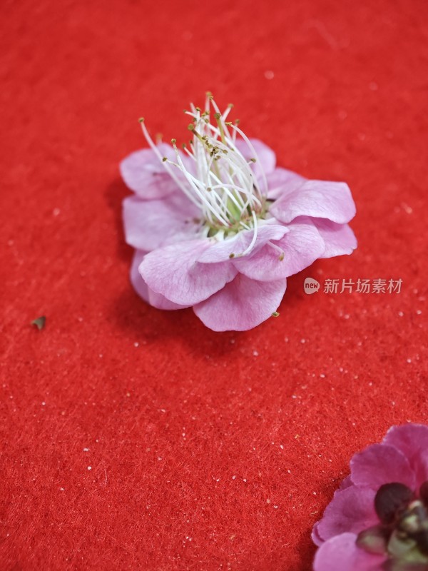 红色背景上的粉色花朵