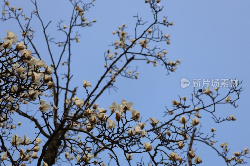 蓝天背景下盛开的玉兰花