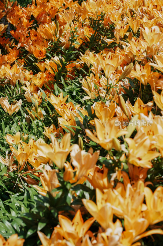 北京花乡公园百合花