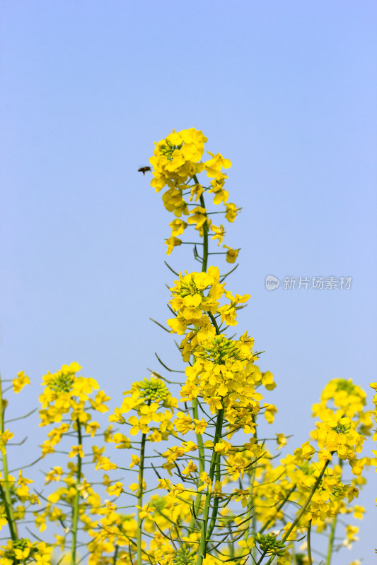 蓝色自然背景中的油菜花