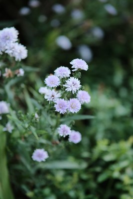 花花花花花花花花