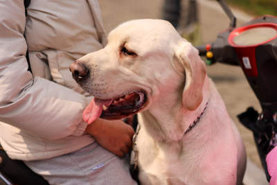 会坐电瓶车的拉布拉多寻回犬