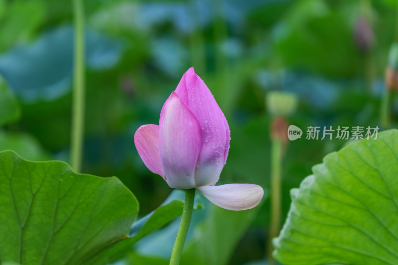 夏季荷塘荷花莲蓬荷叶特写