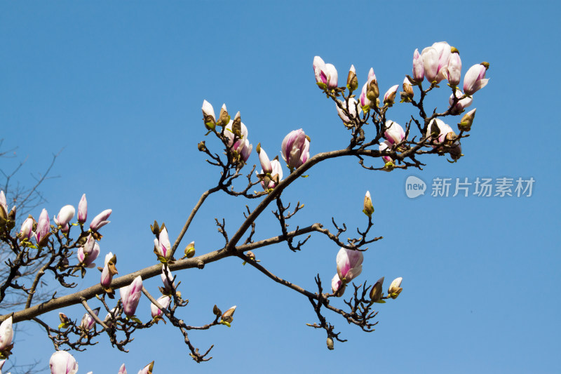 玉兰花植物春天花朵天空